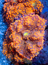 Load image into Gallery viewer, Ricordea yuma “Ultra Orange” - Cut to Order