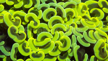 Load image into Gallery viewer, Euphyllia ancora “Banana True Yellow”