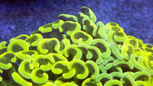 Load image into Gallery viewer, Euphyllia ancora “Banana True Yellow”