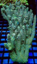 Load image into Gallery viewer, Acropora tenuis “Emerald Blue Tip” - Cut-to-Order