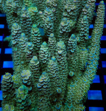 Load image into Gallery viewer, Acropora tenuis “Emerald Blue Tip” - Cut-to-Order