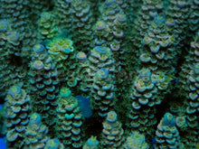 Load image into Gallery viewer, Acropora tenuis “Emerald Blue Tip” - Cut-to-Order