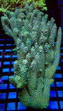 Load image into Gallery viewer, Acropora tenuis “Emerald Blue Tip” - Cut-to-Order