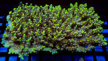 Load image into Gallery viewer, Acropora microclados “Wolverine Wild” – Toxic Yellow - Cut-To-Order