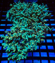 Load image into Gallery viewer, Acropora speciosa “Flaming Sunrise” - Cut-to-Order