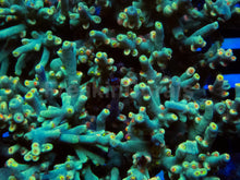 Load image into Gallery viewer, Acropora speciosa “Flaming Sunrise” - Cut-to-Order