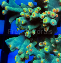 Load image into Gallery viewer, Acropora speciosa “Flaming Sunrise” - Cut-to-Order
