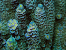 Load image into Gallery viewer, Acropora tenuis “Emerald Blue Tip” - Cut-to-Order