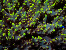Load image into Gallery viewer, Acropora microclados “Wolverine Wild” – Toxic Yellow - Cut-To-Order