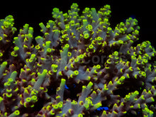 Load image into Gallery viewer, Acropora microclados “Wolverine Wild” – Toxic Yellow - Cut-To-Order