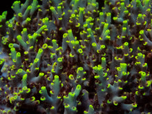 Load image into Gallery viewer, Acropora microclados “Wolverine Wild” – Toxic Yellow - Cut-To-Order