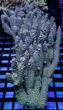 Load image into Gallery viewer, Acropora tenuis “Emerald Blue Tip” - Cut-to-Order