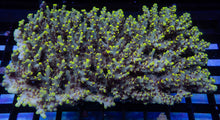 Load image into Gallery viewer, Acropora microclados “Wolverine Wild” – Toxic Yellow - Cut-To-Order