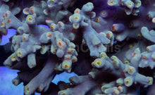 Load image into Gallery viewer, Acropora speciosa “Flaming Sunrise” - Cut-to-Order