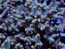 Load image into Gallery viewer, Acropora speciosa “Flaming Sunrise” - Cut-to-Order
