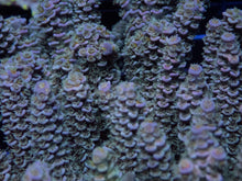 Load image into Gallery viewer, Acropora tenuis “Emerald Blue Tip” - Cut-to-Order