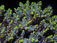 Load image into Gallery viewer, Acropora microclados “Wolverine Wild” – Toxic Yellow - Cut-To-Order