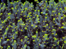 Load image into Gallery viewer, Acropora microclados “Wolverine Wild” – Toxic Yellow - Cut-To-Order