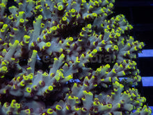 Load image into Gallery viewer, Acropora microclados “Wolverine Wild” – Toxic Yellow - Cut-To-Order