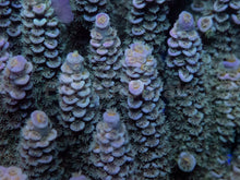 Load image into Gallery viewer, Acropora tenuis “Emerald Blue Tip” - Cut-to-Order