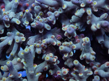 Load image into Gallery viewer, Acropora speciosa “Flaming Sunrise” - Cut-to-Order
