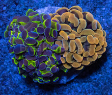 Carregar imagem no visualizador da galeria, FK Ultra Hammer Euphyllia Combo (2 Euphyllia Types) FK647