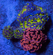 Load image into Gallery viewer, FK Ultra Euphyllia Combo (3 Euphyllia Types - Fluor &amp; Bronze)