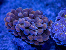 Carregar imagem no visualizador da galeria, FK Ultra Hammer Euphyllia Combo (2 Euphyllia Types) FK693