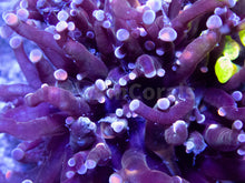 Load image into Gallery viewer, FK Master Euphyllia Combo (2 Euphyllia Types) FK851