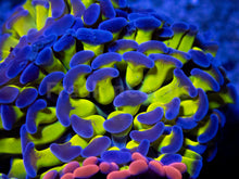 Load image into Gallery viewer, FK Ultra Euphyllia Combo (3 Euphyllia Types - Fluor &amp; Bronze)