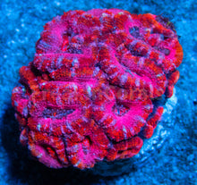 Load image into Gallery viewer, FK Pink Mouth Acanthastrea Lordhowensis FK613