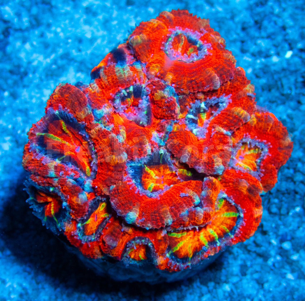 FK Rainbow Mouth Acanthastrea Lordhowensis FK 845