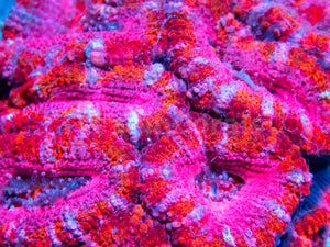 FK Pink Mouth Acanthastrea Lordhowensis FK613