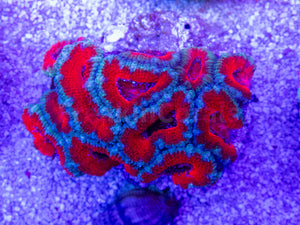 FK Blue and Red Lordhowensis Acanthastrea FK1375