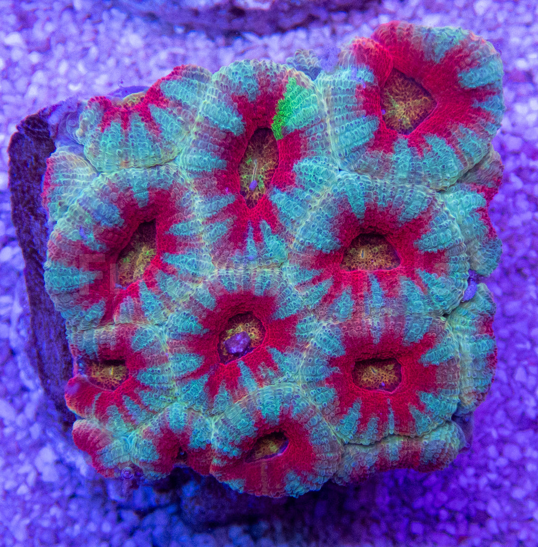 FK Rainbow Mouth with Blue and Red Stripes Lordhowensis Acanthastrea FK1432