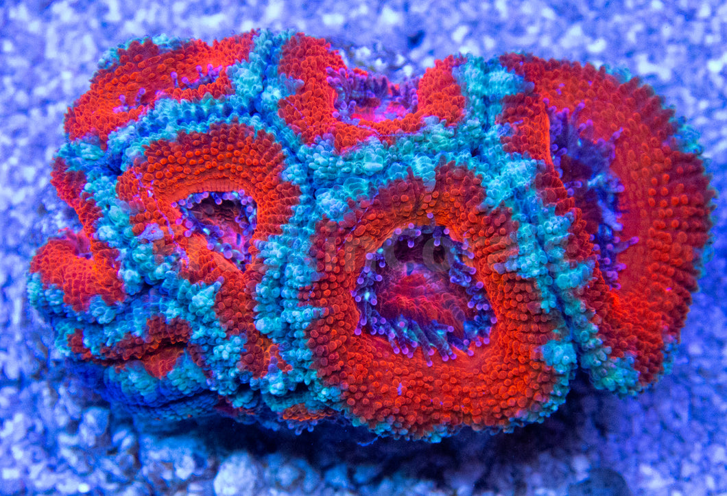 FK Blue and Red Lordhowensis Acanthastrea FK1605