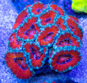 FK Blue and Red Lordhowensis Acanthastrea FK1641