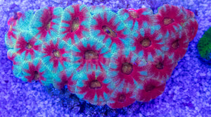 FK Rainbow Mouth with Blue and Red Stripes Lordhowensis Acanthastrea FK1495