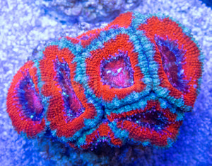 FK Blue and Red Lordhowensis Acanthastrea