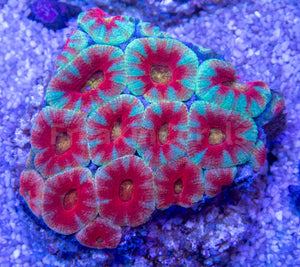 FK Rainbow Mouth with Blue and Red Stripes Lordhowensis Acanthastrea FK1703