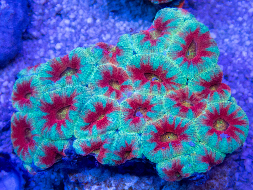 FK Rainbow Mouth with Blue and Red Stripes Lordhowensis Acanthastrea FK137