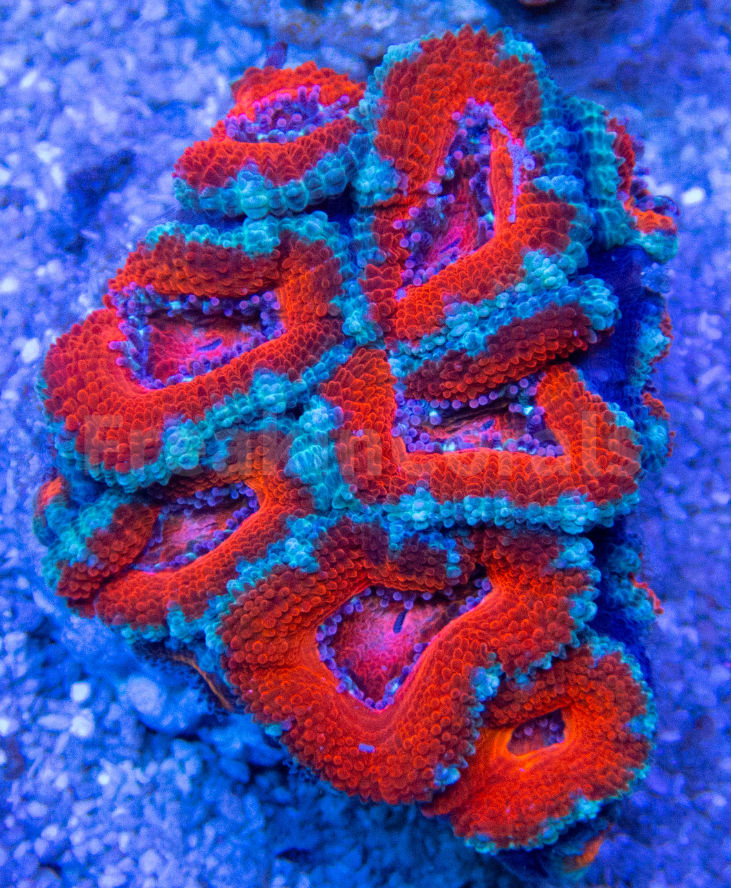 FK Blue and Red Lordhowensis Acanthastrea FK1074