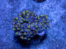 Load image into Gallery viewer, FK Blue Tip Paraancora Euphyllia FK267