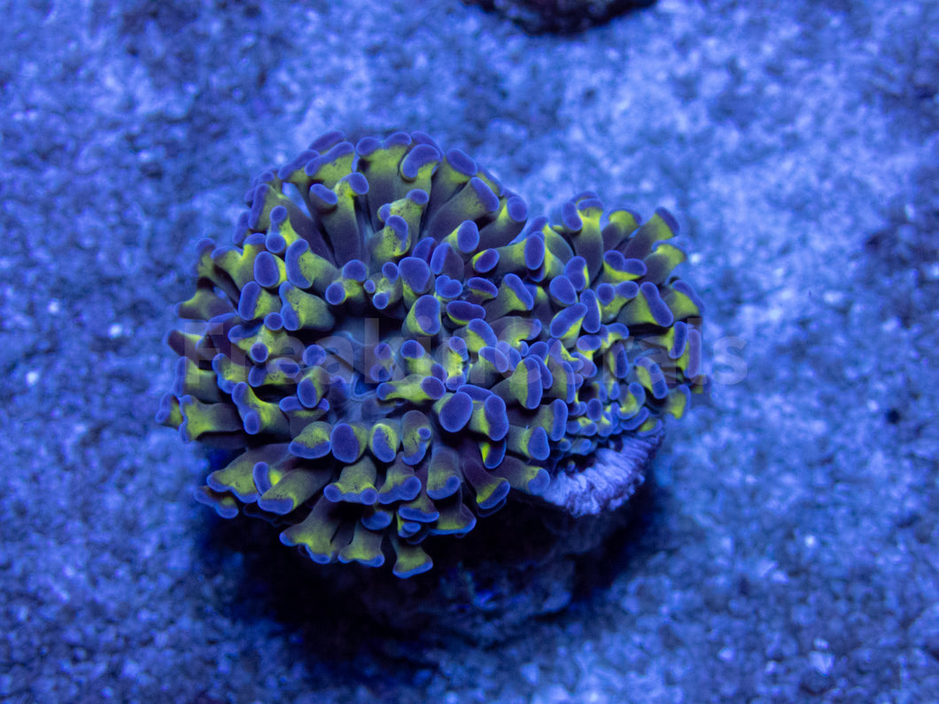 FK Blue Tip Paraancora Euphyllia FK267