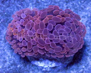 FK Mars Cruise Paraancora Euphyllia (Very Rare Color) FK779