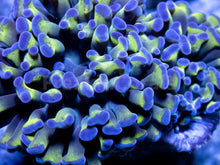 Carregar imagem no visualizador da galeria, FK Blue Tip Paraancora Euphyllia FK267