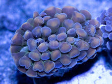 Load image into Gallery viewer, FK Hammer Euphyllia Combo (2 Euphyllia Types) FK880