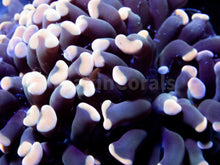 Load image into Gallery viewer, FK Gold Tip Paraancora Euphyllia