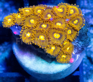 FK Mustard Drop Zoanthus (New Collector Zoanthid)