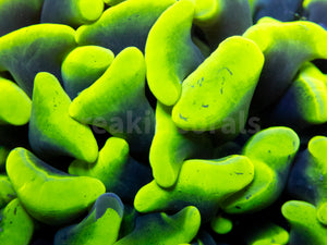 FK Mega Fluor Paraancora Euphyllia